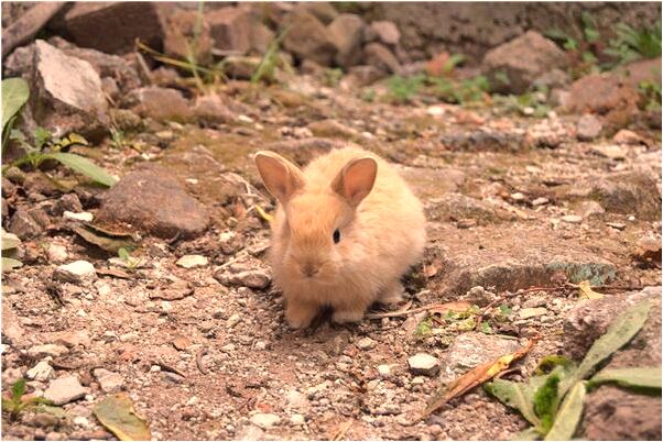夢見蒸東西是什麼預兆？_周公解夢官網