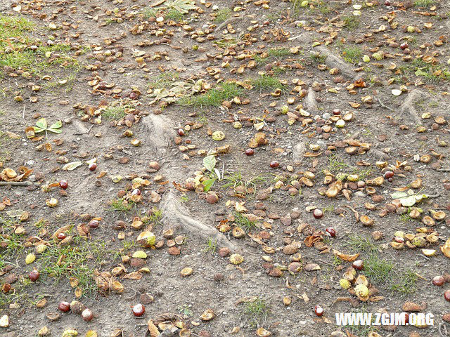 夢見放生魚_周公解夢夢到放生魚是什麼意思_做夢夢見放生魚好不好_周公解夢官網