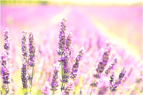 夢到蝙蝠咬人是什麼啟示_周公解夢官網