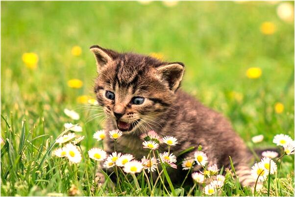 夢到臉上長黑毛怎么回事_周公解夢官網