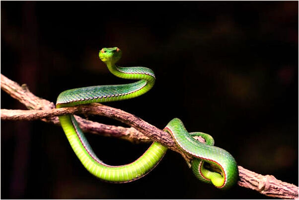 夢到老鼠咬窗戶是什麼意思_周公解夢官網