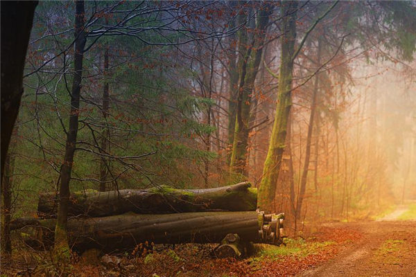 夢見樹幹_周公解夢