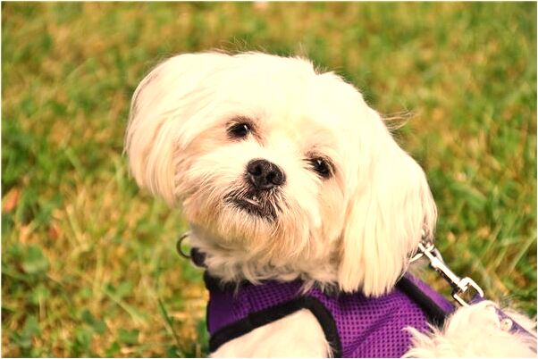 夢見五根手指被咬斷是什麼意思_周公解夢官網