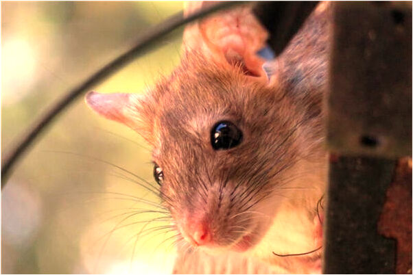 夢見別人上家拿東西是什麼預兆_周公解夢官網