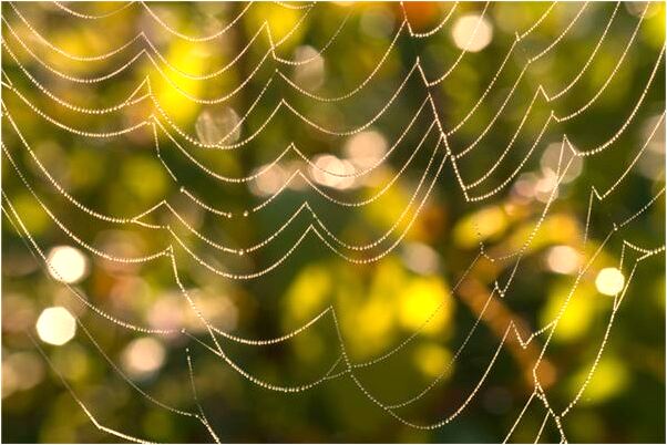 夢見自己砍樹啥意思_周公解夢官網