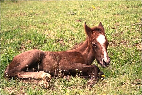 夢到找人要饃饃是什麼意思_周公解夢官網