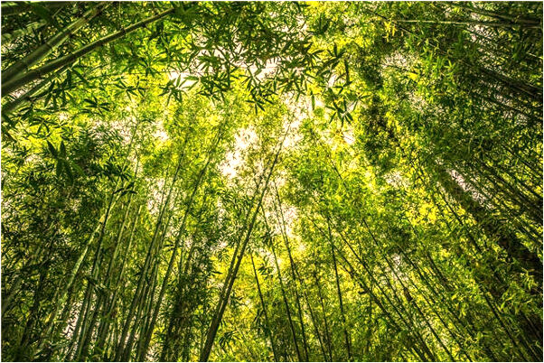 夢見孩子流鼻血了意味著什麼_周公解夢官網