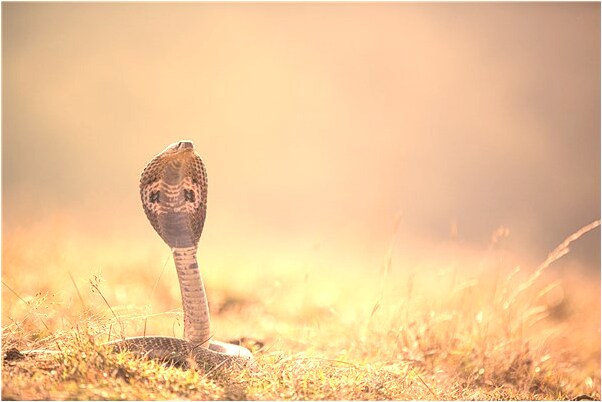 夢見總母親犯病會怎么樣_周公解夢官網