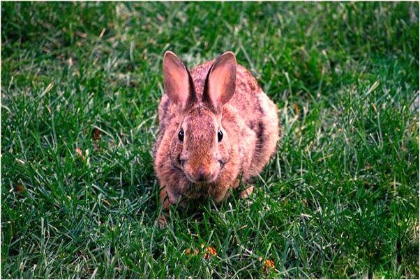 夢見山里墳墓鬼魔是什麼預兆？_周公解夢官網