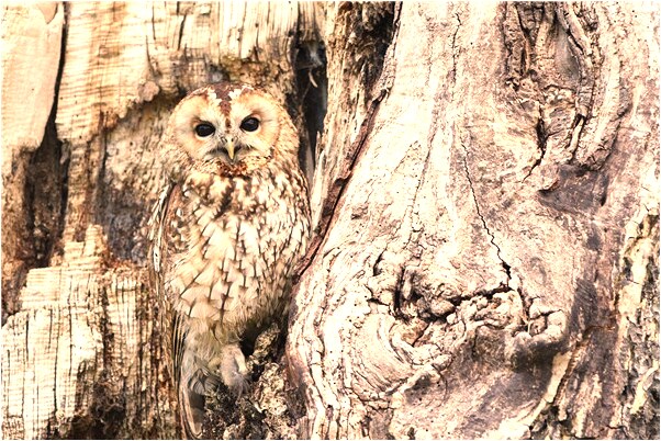 夢到雨中情人答應交往預示什麼_周公解夢官網
