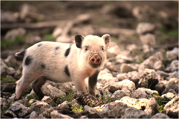 夢到了老公喝甲魚湯好不好_周公解夢官網