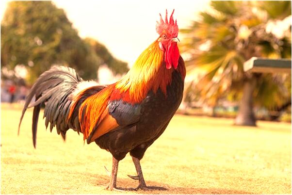 夢見男友家有女人衣服是啥意思_周公解夢官網