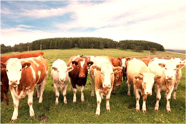 夢到了包裝衣服啥意思_周公解夢官網