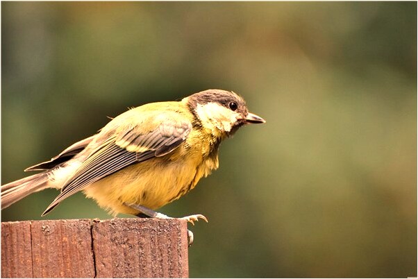 夢到被別人用竹鞭抽打預示著什麼_周公解夢官網