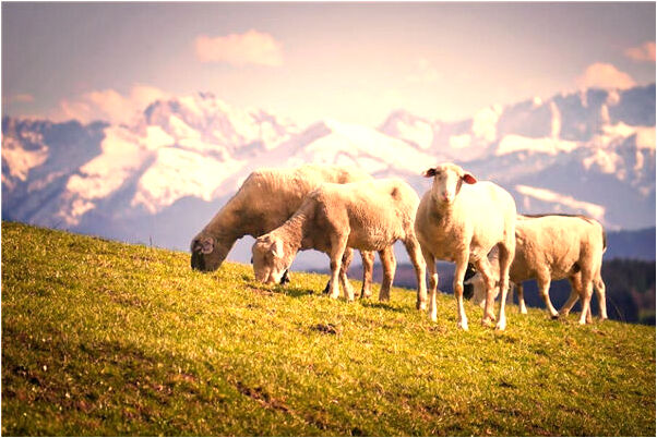 夢見殺長腳的蛇是什麼兆頭_周公解夢官網