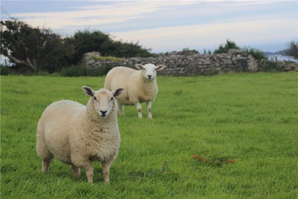 1991羊2021年犯太歲嗎_十二生肖