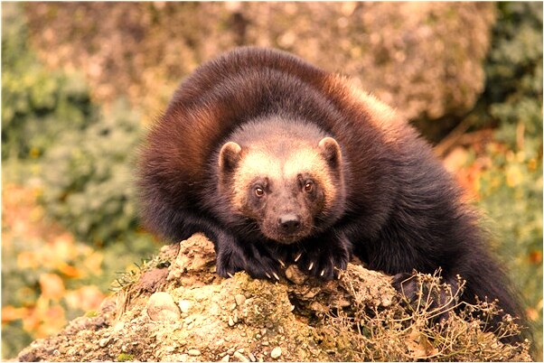 夢到了兩個媽媽是凶兆還是吉兆_周公解夢官網