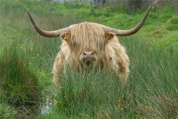 1985年屬牛的人財運事業_十二生肖