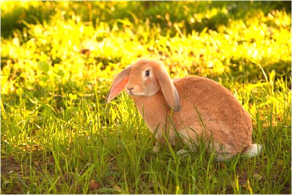 夢到了買好多吃的送喜歡的女孩走會是什麼預兆_周公解夢官網
