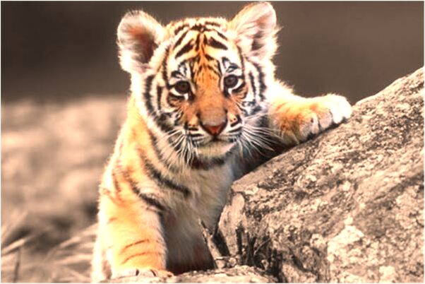 夢見自己出車禍受傷什麼預兆_周公解夢官網