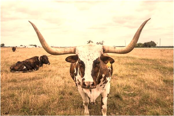 夢到了床在室外長草有什麼意義嗎_周公解夢官網