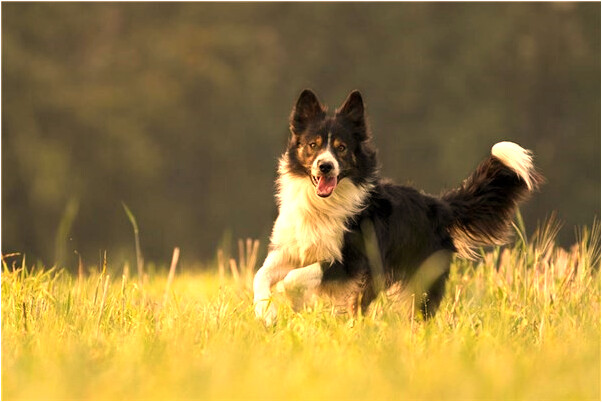 夢到被刀砍流血意味著什麼_周公解夢官網