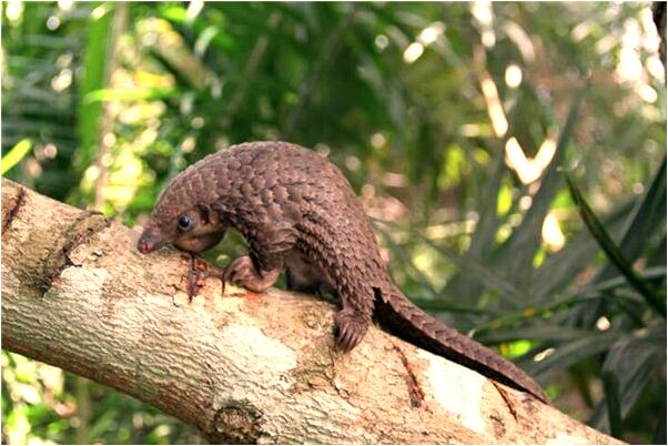 夢到別人偷我卡里錢好不好_周公解夢官網