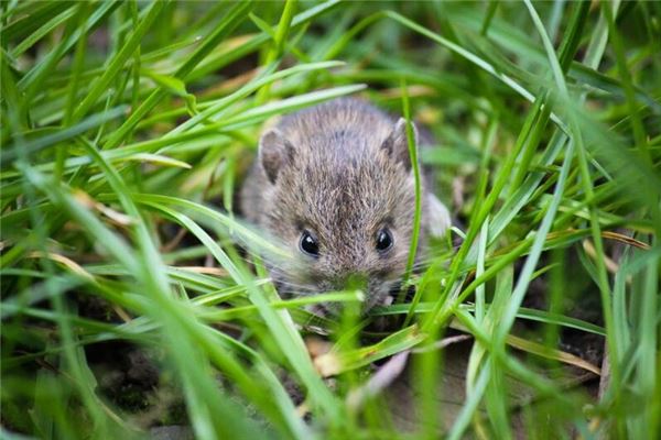 夢到老鼠是什麼意思_周公解夢