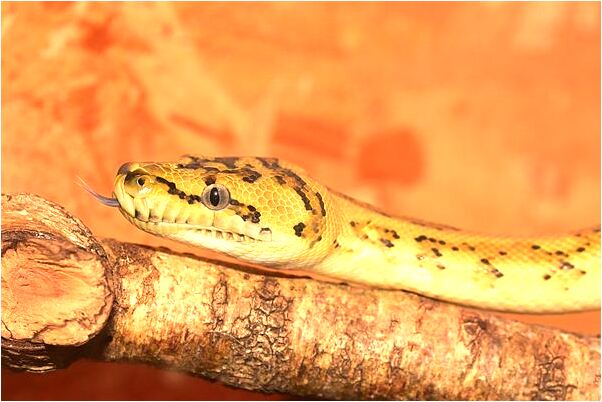 夢到媽媽養蠶是啥意思_周公解夢官網