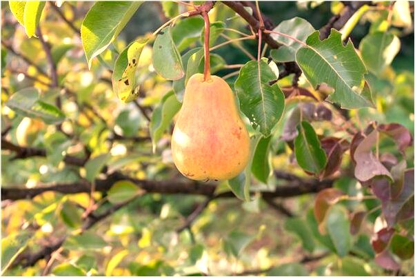 夢到了天上掉下很多鳥死了是什麼兆頭_周公解夢官網