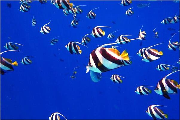 夢見去世的親人又活了意味著什麼_周公解夢官網