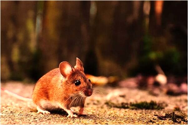 夢到了與女蛇精相愛父親阻攔會怎么樣_周公解夢官網