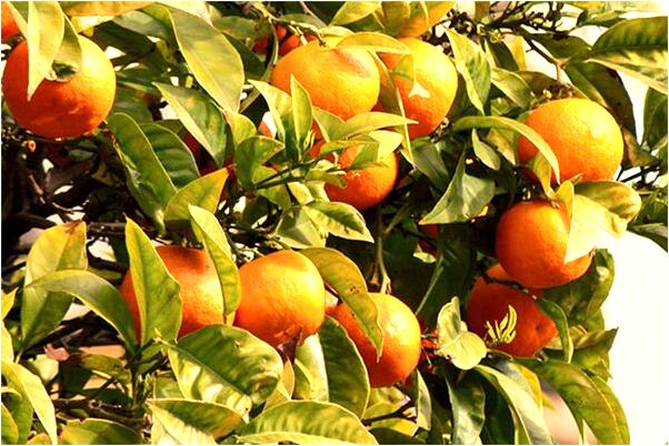 夢見大樂透有什麼說法_周公解夢官網