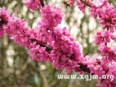 屬於十二星座的春天的花_十二星座