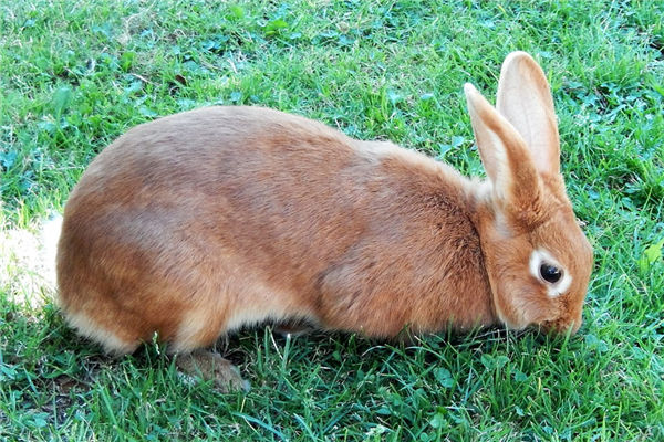1987年屬兔男人財運事業_十二生肖