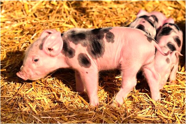 夢到了肚子劃開會是什麼預兆_周公解夢官網