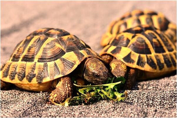 夢到了去表妹家會是什麼預兆_周公解夢官網