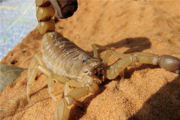 夢到蠍子是什麼意思_周公解夢