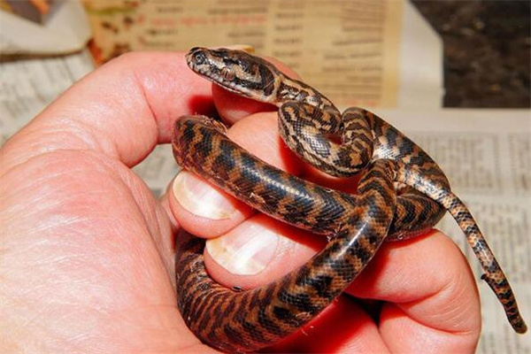 夢到了蛇往身上爬意味著什麼_周公解夢