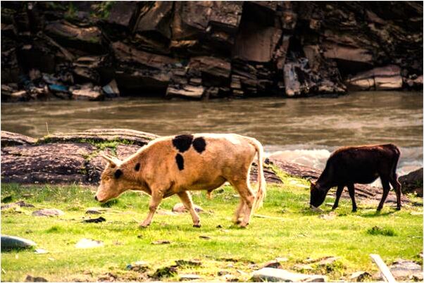 夢到了讓舅舅幫忙找被偷機車的預兆_周公解夢官網