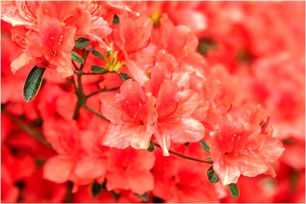 夢到爸媽對我生氣什麼預兆_周公解夢官網