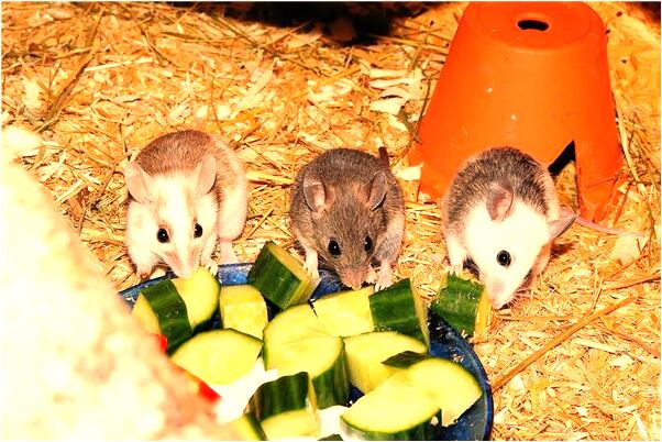 夢到被受傷的大鳥咬怎么樣_周公解夢官網