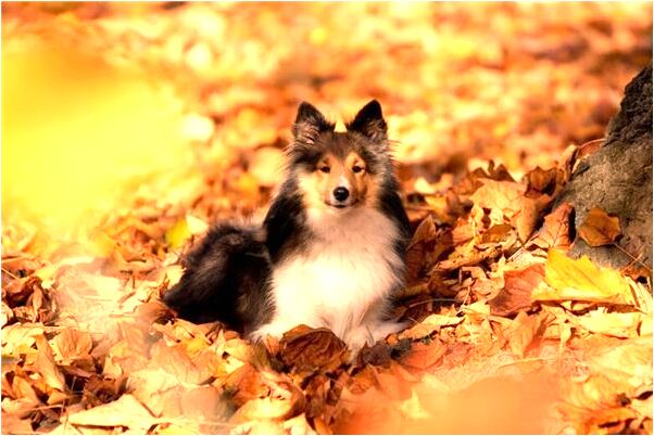 夢到暗戀男人在人群中是凶兆還是吉兆_周公解夢官網