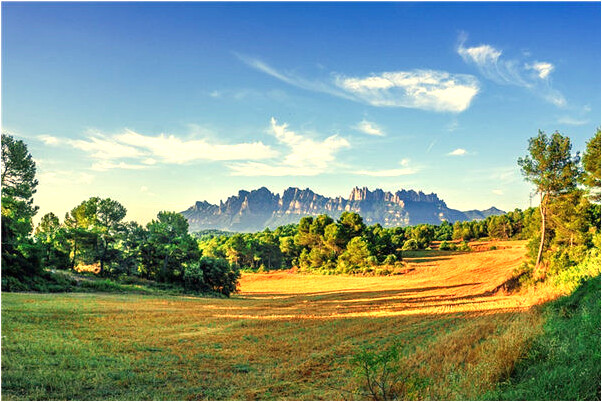 夢見大哥買牛預示著什麼_周公解夢官網