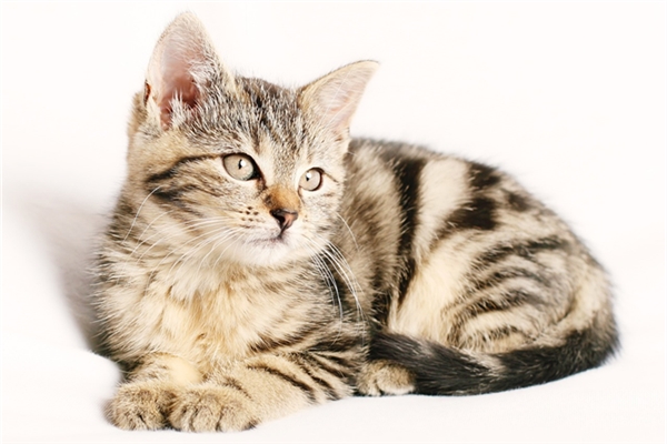 夢到別人的貓尿我床上預示什麼_周公解夢