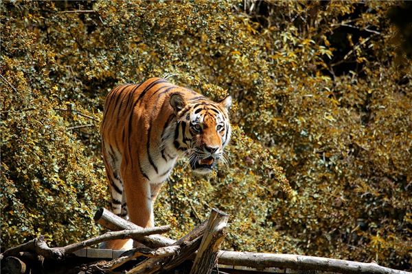 98年3月出生屬虎的適宜工作_十二生肖