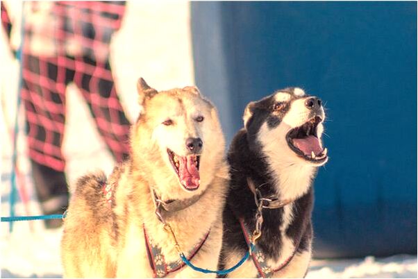 夢到了自己整理滿屋子的柴早預兆了什麼嗎_周公解夢官網