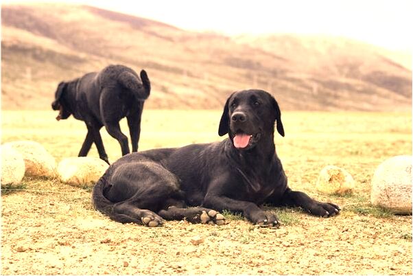 夢到豬死了賣了代表著什麼_周公解夢官網