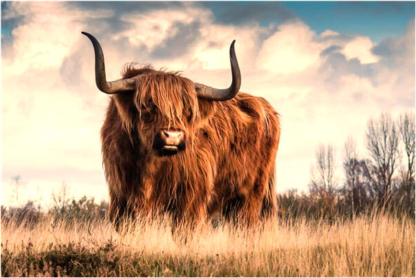 夢到肉里好多大頭針什麼預兆_周公解夢官網