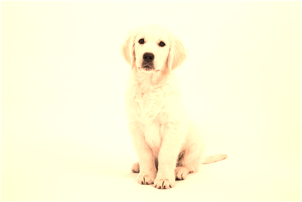 夢到了一個女的丟我的手機什麼預兆_周公解夢官網